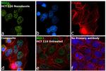 MDC1 Antibody in Immunocytochemistry (ICC/IF)