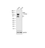 HIRA Antibody in Western Blot (WB)