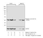 Phospho-c-Jun (Ser73) Antibody in Western Blot (WB)