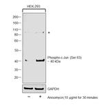 Phospho-c-Jun (Ser63) Antibody in Western Blot (WB)