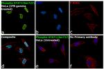 Phospho-STAT1 (Ser727) Antibody in Immunocytochemistry (ICC/IF)