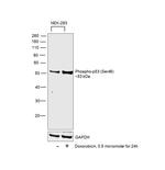 Phospho-p53 (Ser46) Antibody in Western Blot (WB)