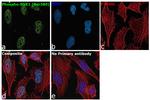 Phospho-RSK1 (Ser380) Antibody in Immunocytochemistry (ICC/IF)