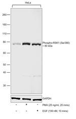 Phospho-RSK1 (Ser380) Antibody in Western Blot (WB)