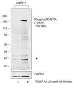 Phospho-PDGFRA (Tyr754) Antibody in Western Blot (WB)