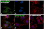 Phospho-PRAS40 (Thr246) Antibody in Immunocytochemistry (ICC/IF)