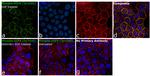 Phospho-EGFR (Tyr1045) Antibody in Immunocytochemistry (ICC/IF)