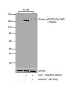 Phospho-EGFR (Tyr1045) Antibody in Western Blot (WB)