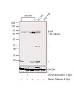 EXO1 Antibody in Western Blot (WB)