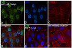 FLI1 Antibody