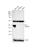 FLI1 Antibody in Western Blot (WB)