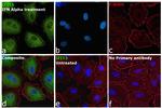 IFIT3 Antibody in Immunocytochemistry (ICC/IF)