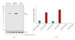 IFIT3 Antibody