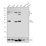 PHF6 Antibody in Western Blot (WB)