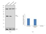 PHF6 Antibody in Western Blot (WB)