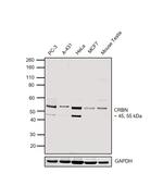 CRBN Antibody in Western Blot (WB)