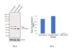 CRBN Antibody in Western Blot (WB)