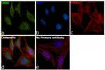 CRBN Antibody in Immunocytochemistry (ICC/IF)