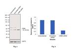 CRBN Antibody in Western Blot (WB)