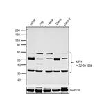 MR1 Antibody in Western Blot (WB)