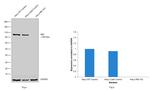 RB1 Antibody in Western Blot (WB)