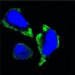 PAK2 Antibody in Immunocytochemistry (ICC/IF)