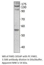 PAR1 Antibody in Western Blot (WB)