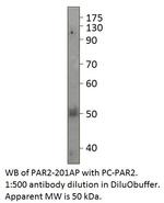 PAR2 Antibody in Western Blot (WB)