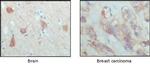 PAR4 Antibody in Immunohistochemistry (Paraffin) (IHC (P))