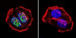 PARP1 Antibody in Immunocytochemistry (ICC/IF)