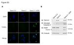 PARP1 Antibody in Western Blot (WB)