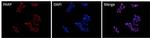 PARP1 Antibody in Immunocytochemistry (ICC/IF)