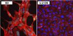 PAX6 Antibody in Immunocytochemistry (ICC/IF)