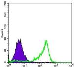 PAX6 Antibody in Flow Cytometry (Flow)