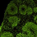 PAX6 Antibody in Immunohistochemistry (Frozen) (IHC (F))