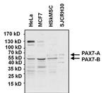 PAX7 Antibody in Western Blot (WB)