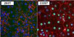 PAX8 Antibody in Immunocytochemistry (ICC/IF)