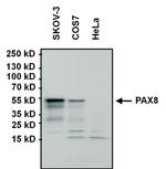 PAX8 Antibody in Western Blot (WB)