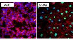 PAX8 Antibody in Immunocytochemistry (ICC/IF)