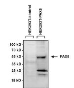 PAX8 Antibody in Western Blot (WB)