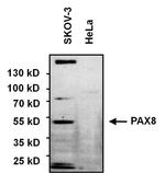 PAX8 Antibody in Western Blot (WB)