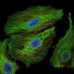 PBK Antibody in Immunocytochemistry (ICC/IF)