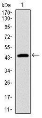 PBK Antibody in Western Blot (WB)