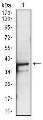 PBK Antibody in Western Blot (WB)