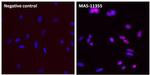 PCNA Antibody in Immunocytochemistry (ICC/IF)