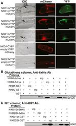 6x-His Tag Antibody in Western Blot (WB)