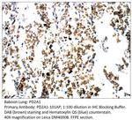 PDE2A1 Antibody in Immunohistochemistry (IHC)