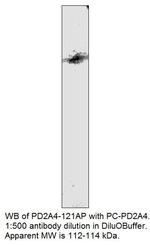 PDE2A4 Antibody in Western Blot (WB)