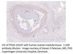 PDE3A Antibody in Immunohistochemistry (IHC)