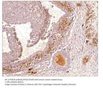 PDE3B Antibody in Immunohistochemistry (IHC)